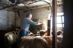 Die Vöraner Alm - Marketingesellschaft Meran