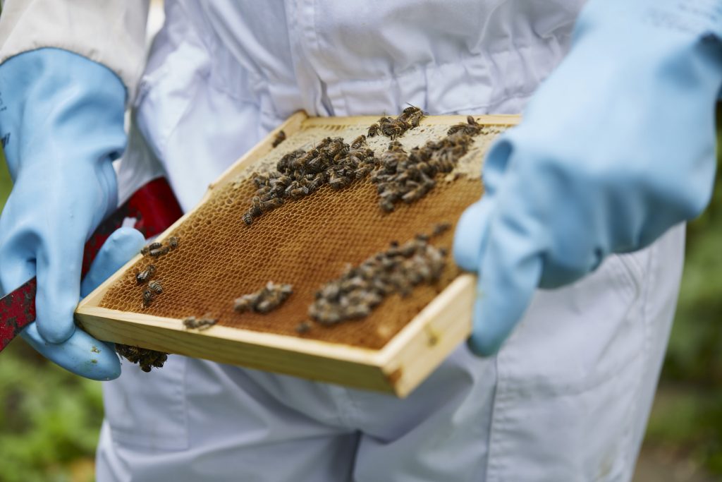 Arbeit am Bienenstock. Quelle: Bine Bellmann