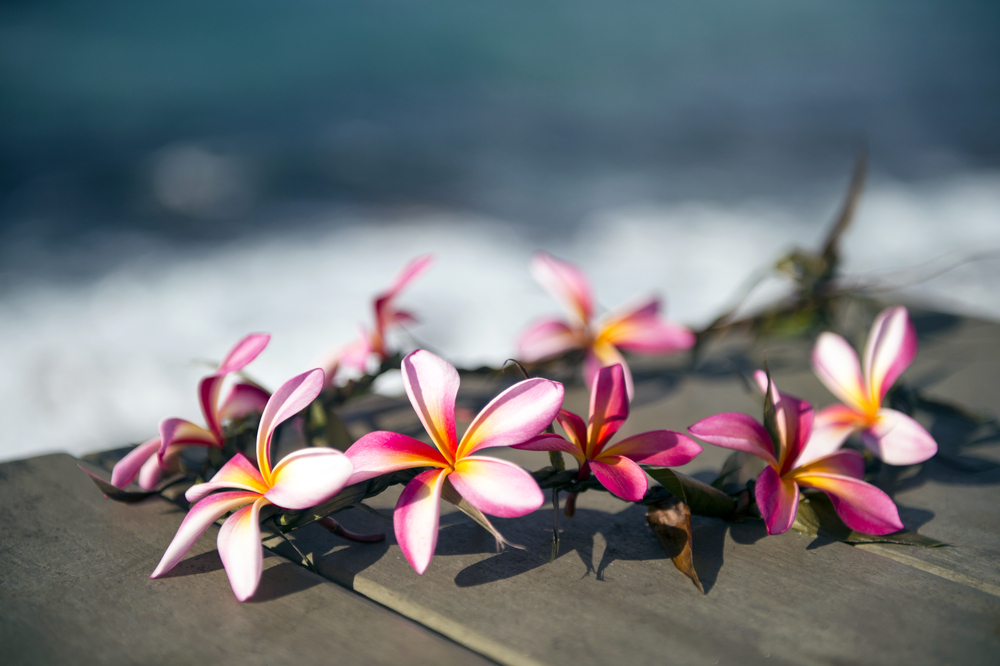 Der Hula ist der traditionelle Tanz auf Hawaii. Quelle: Shutterstock.com