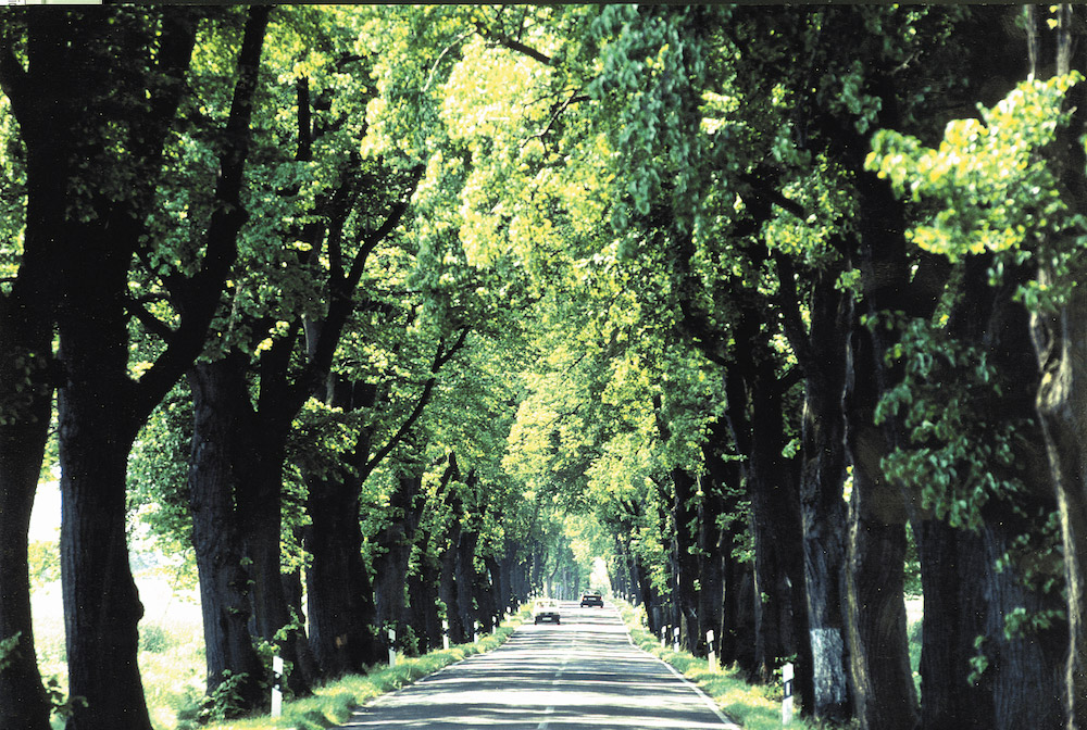 Deutsche Alleen – unbedingt schützenswert. - Deutsche Alleenstraße e.V.