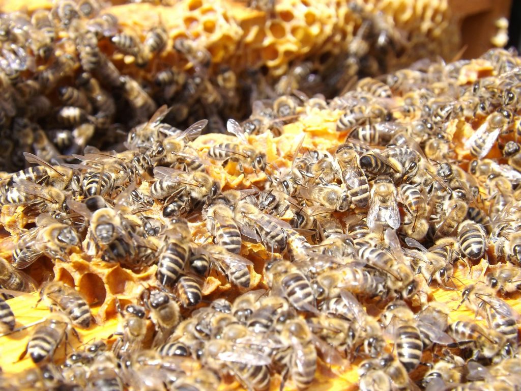 Bienensterben. Quelle: Pixabay.de