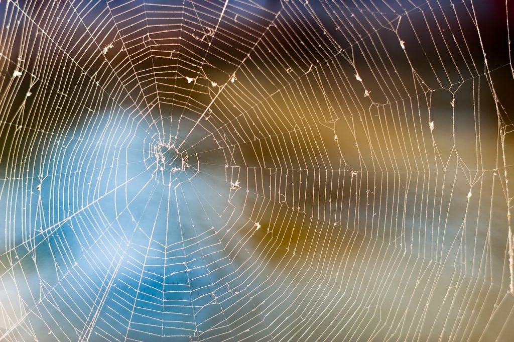 Spinne. Quelle: pixabay.com