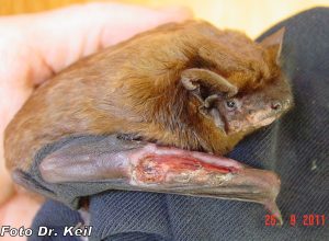 Dieser Abendsegler wurde bei einer Baumfällung verletzt und wird ium Fledermauszentrum aufgepäppelt. Bildquelle: BUND