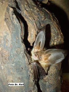 Fledermäuse nisten meist an versteckten Orten und werden bei Bauarbeiten oder Fällungen verletzt. Bildquelle: BUND Fledermauszentrum