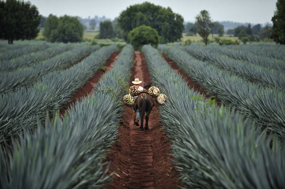 Die Agave wird hauptsächlich in Mexiko angebaut, wo der der Agavendicksaft schon lange üblich ist. Quelle: shutterstock.com