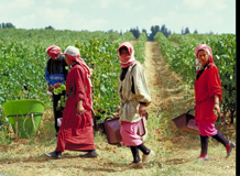 Insgesamt 42 Weingüter gibt es mittlerweile im Libanon. Bildquelle: 59plus Redaktion