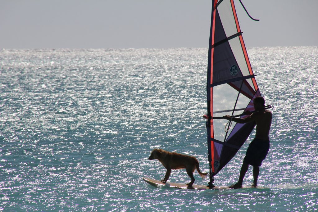 Zusammen in den Urlaub: Das wünschen sich viele Hundebesitzer – glücklicherweise gibt es immer mehr Hundehotels. Bildquelle: pixabay.de