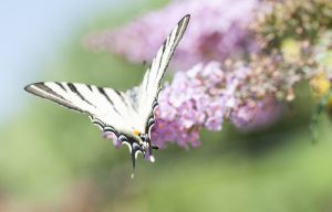 Die Buddleja oder auch Schmetterlingsflieder genannt bezaubert nicht nur durch Farbe, sondern auch durch die Vielzahl der Schmetterlinge. Bildquelle: shutterstock.com