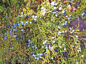 Die Wacholderbeere ist die Basis für die Herstellung von Gin. Bildquelle: Pixabay.de