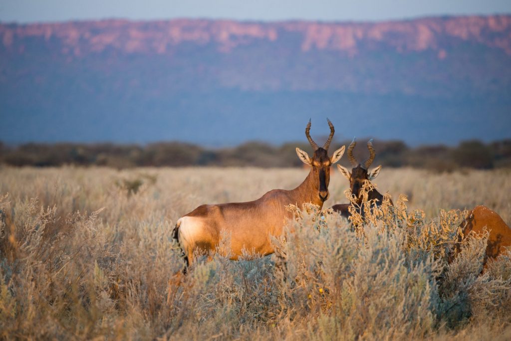 Der Waterberg Nationalpark ist ein sehenswertes und begehrtes Reiseziel. Bildquelle: shutterstock.com