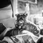 In den letzten Tagen wehrt sich Laurel gegen jede Berührung, es fällt ihr schwer. Nur Moses, der 4-jährige Terrier darf zu ihr. Er schaut ihr stundenlang in die Augen, kuschelt sich an sie und wird ganz beiläufig zum Therapie-Hund für die Sterbende. Foto: © Nancy Borowick