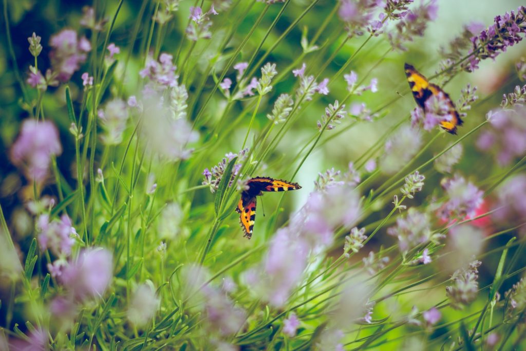 Der nächste Sommer kommt bestimmt und damit auch die Frage, wie wir unsere Blumen und Insekten gut und ausreichend mit Wasser versorgen können. Bildquelle: © Emiel Molenaar / Unsplash.com