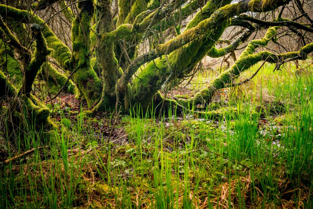 Verträumte Pfade und Natur pur - das erwartet Sie bei einem Urlaub in der Eifel. Bildquelle: © S. Widua / Unsplash.com