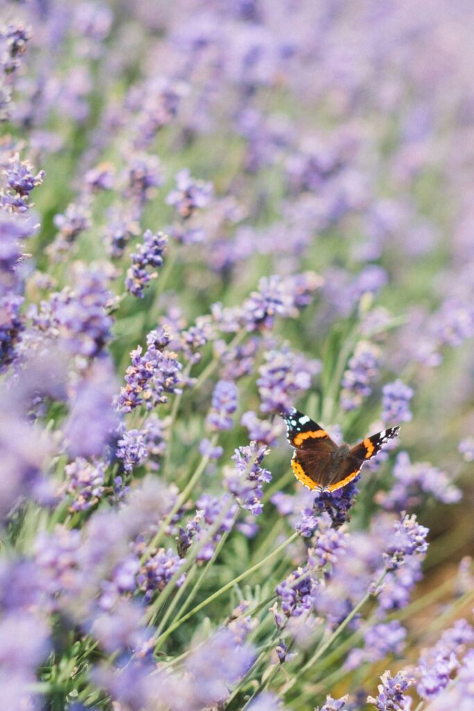 Blühpflanzen wie Lavendel sehen nicht nur toll aus, sondern bieten den Insekten wertvolle Nahrung. Bildquelle: © Dan Freeman / Unsplash.com