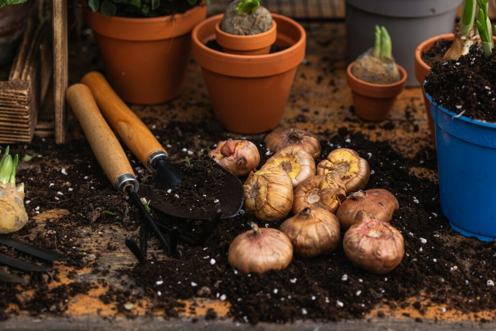 Der beginnende Herbst bedeutet auch immer der Beginn der Pflanzzeit von Blumenzwiebeln: Bildquelle: © Anna Jakutajc Wojtalik / Unsplash.com