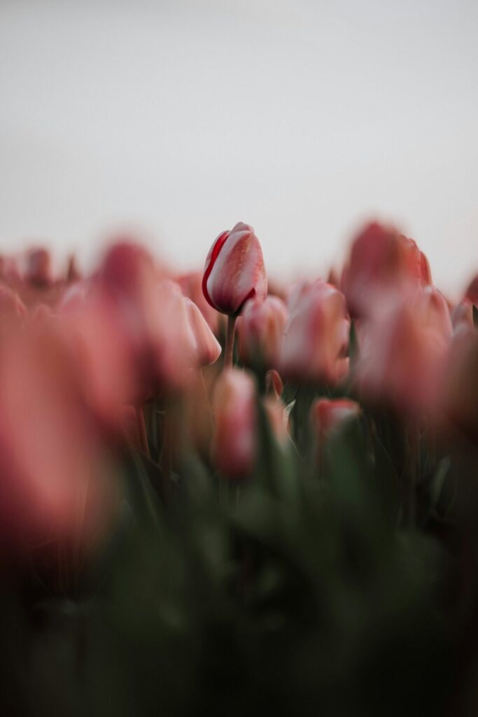 Wenn dann die ersten Blumenzwiebeln erblühen ist der Frühling nicht mehr weit entfernt. Bildquelle: Frank van Hulst / Unsplash.com
