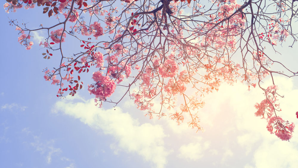 Im Frühling finden sich auch in der Natur viele Töne in Pastell. Quelle: Shutterstock.com