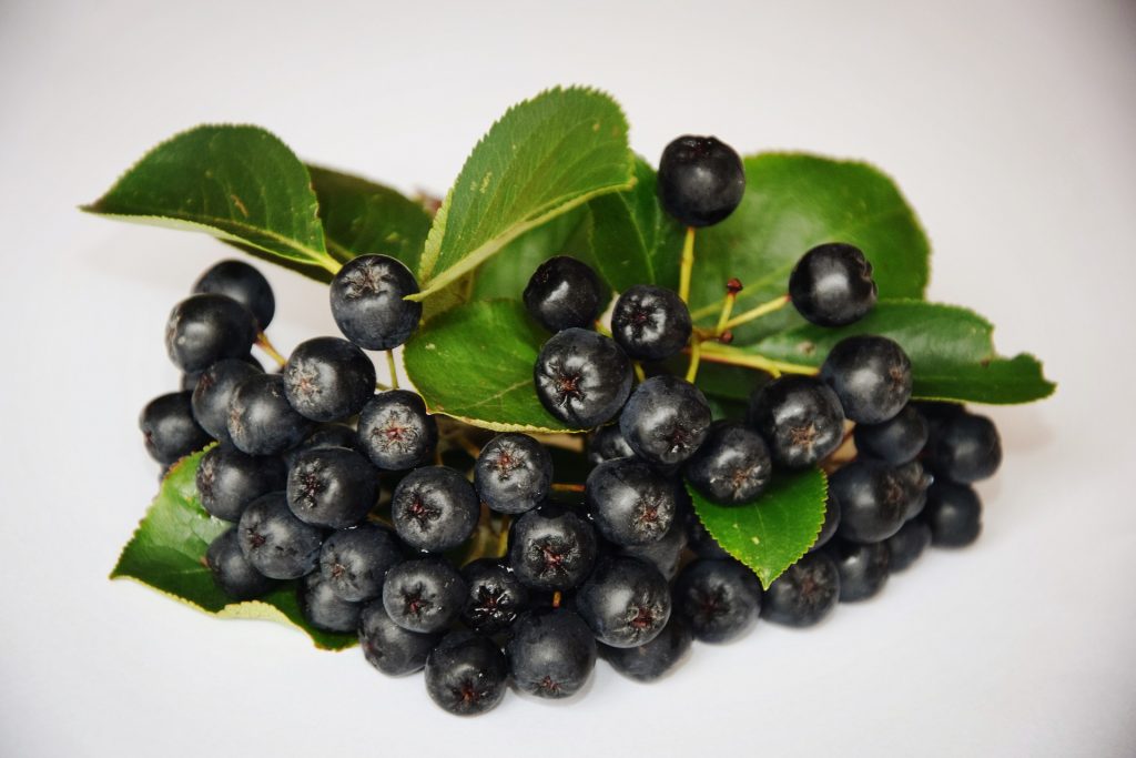 Die Aronia kommt ursprünglich aus Nordamerika, wir jedoch als Aroniasaft auch bei uns immer beliebter. Quelle: pixabay.de