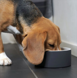 Kühl-Napf. PAIKKA Design.